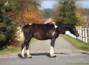 Anglo árabe, Caballo castrado, 4 años, 168 cm, Pío