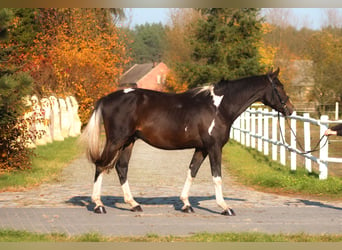 Anglo árabe, Caballo castrado, 4 años, 168 cm, Pío