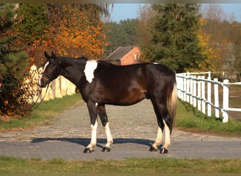 Anglo árabe, Caballo castrado, 4 años, 168 cm, Pío