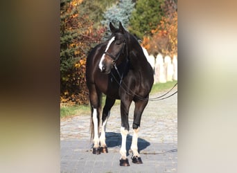 Anglo árabe, Caballo castrado, 4 años, 168 cm, Pío