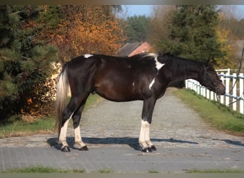 Anglo árabe, Caballo castrado, 4 años, 168 cm, Pío