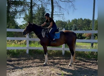 Anglo árabe, Caballo castrado, 4 años, 168 cm, Pío