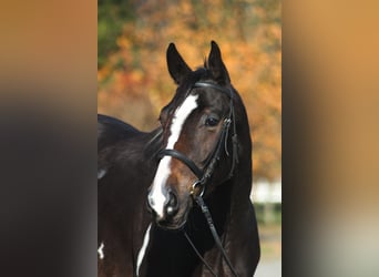 Anglo árabe, Caballo castrado, 4 años, 168 cm, Pío