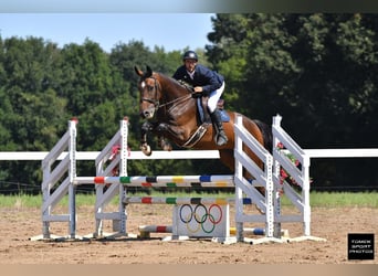 Anglo árabe, Caballo castrado, 4 años, 170 cm, Castaño oscuro