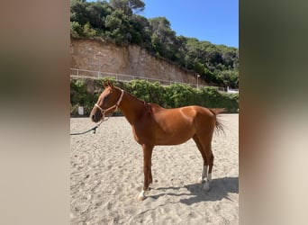 Anglo árabe, Caballo castrado, 4 años, Alazán