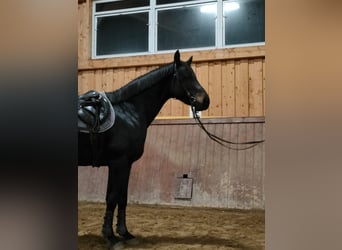 Anglo árabe, Caballo castrado, 5 años, 153 cm, Morcillo