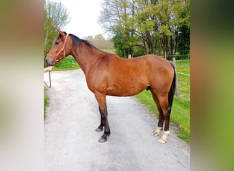 Anglo árabe, Caballo castrado, 5 años, 155 cm, Castaño