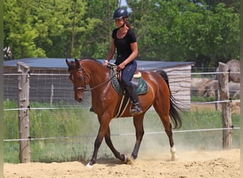 Anglo árabe, Caballo castrado, 5 años, 155 cm, Castaño rojizo