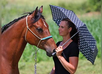 Anglo árabe, Caballo castrado, 5 años, 155 cm, Castaño rojizo
