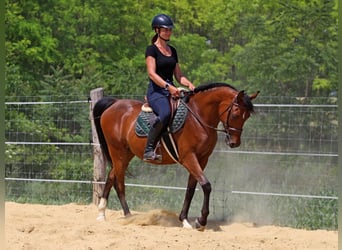 Anglo árabe, Caballo castrado, 5 años, 155 cm, Castaño rojizo