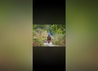 Anglo árabe, Caballo castrado, 5 años, 156 cm, Alazán-tostado