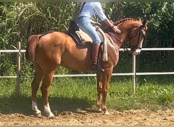 Anglo árabe, Caballo castrado, 5 años, 160 cm, Alazán