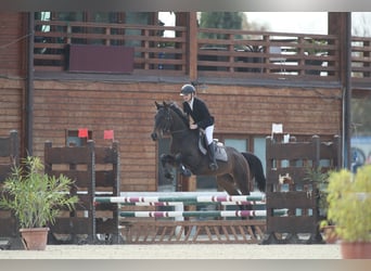 Anglo árabe, Caballo castrado, 5 años, 160 cm, Castaño