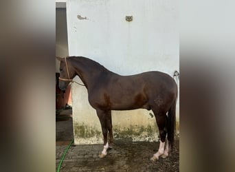Anglo árabe, Caballo castrado, 5 años, 166 cm, Alazán
