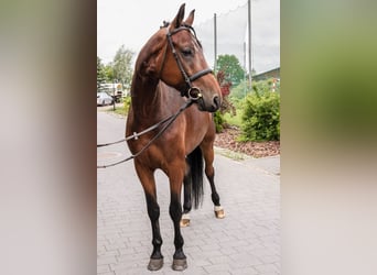 Anglo árabe, Caballo castrado, 5 años, 170 cm, Negro