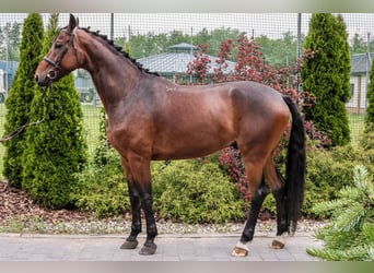 Anglo árabe, Caballo castrado, 5 años, 170 cm, Negro