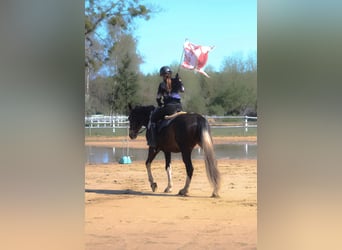 Anglo árabe, Caballo castrado, 5 años, 172 cm, Pío