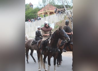 Anglo árabe, Caballo castrado, 5 años, 172 cm, Pío