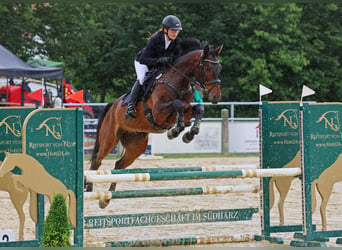 Anglo árabe, Caballo castrado, 5 años, 173 cm, Castaño oscuro