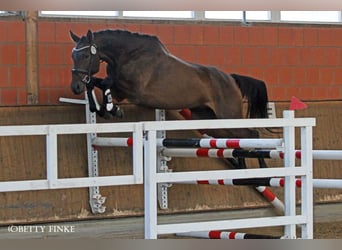 Anglo árabe, Caballo castrado, 5 años, 173 cm, Castaño oscuro