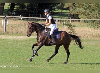 Anglo árabe, Caballo castrado, 5 años, 173 cm, Castaño oscuro