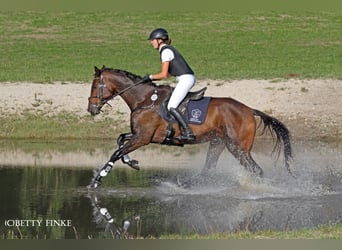 Anglo árabe, Caballo castrado, 5 años, 173 cm, Castaño oscuro