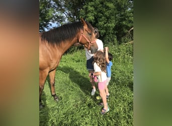 Anglo árabe, Caballo castrado, 6 años, 158 cm, Alazán