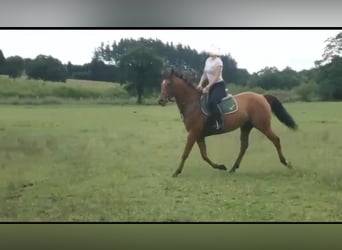 Anglo árabe, Caballo castrado, 6 años, 158 cm, Alazán