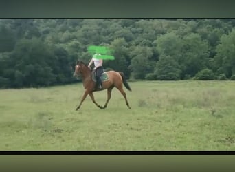 Anglo árabe, Caballo castrado, 6 años, 158 cm, Alazán