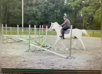 Anglo árabe, Caballo castrado, 6 años, 158 cm, Tordo