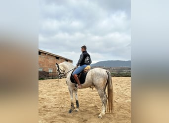 Anglo árabe, Caballo castrado, 6 años, 160 cm, Tordo