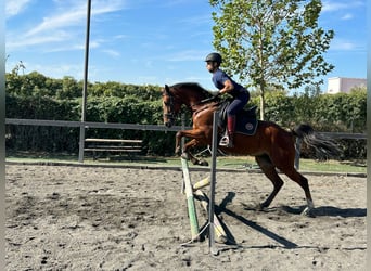 Anglo árabe Mestizo, Caballo castrado, 6 años, 161 cm, Castaño