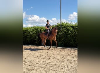 Anglo árabe Mestizo, Caballo castrado, 6 años, 161 cm, Castaño
