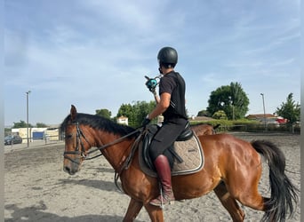 Anglo árabe Mestizo, Caballo castrado, 6 años, 161 cm, Castaño