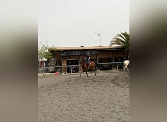 Anglo árabe Mestizo, Caballo castrado, 6 años, 161 cm, Castaño