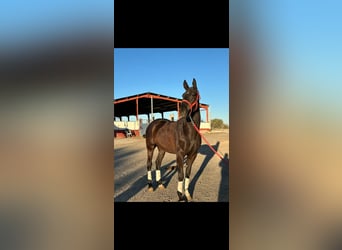 Anglo árabe Mestizo, Caballo castrado, 6 años, 163 cm, Negro