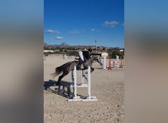 Anglo árabe Mestizo, Caballo castrado, 6 años, 168 cm, Tordo rodado