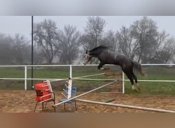 Anglo árabe Mestizo, Caballo castrado, 6 años, 174 cm, Tordo