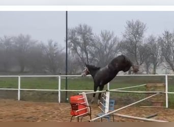 Anglo árabe Mestizo, Caballo castrado, 6 años, 174 cm, Tordo