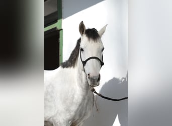 Anglo árabe, Caballo castrado, 7 años, 152 cm, Tordo