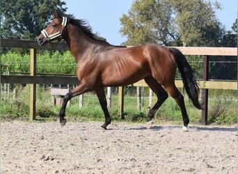 Anglo árabe, Caballo castrado, 7 años, 161 cm, Castaño