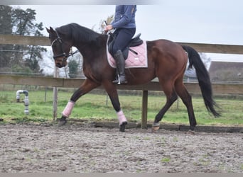 Anglo árabe, Caballo castrado, 7 años, 161 cm, Castaño