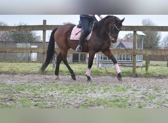 Anglo árabe, Caballo castrado, 7 años, 161 cm, Castaño