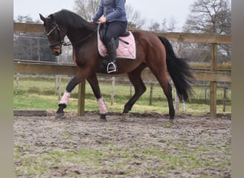 Anglo árabe, Caballo castrado, 7 años, 161 cm, Castaño