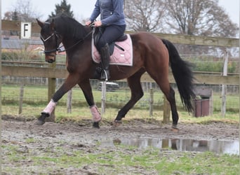 Anglo árabe, Caballo castrado, 7 años, 161 cm, Castaño