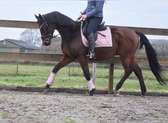 Anglo árabe, Caballo castrado, 7 años, 161 cm, Castaño