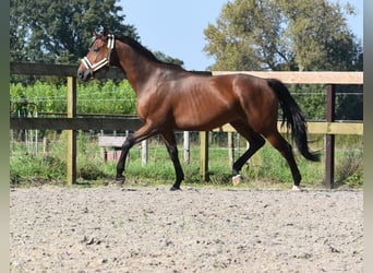 Anglo árabe, Caballo castrado, 7 años, 161 cm, Castaño