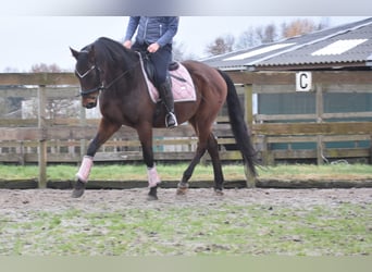 Anglo árabe, Caballo castrado, 7 años, 161 cm, Castaño