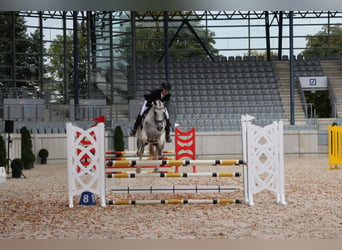 Anglo árabe, Caballo castrado, 7 años, 164 cm, Pío