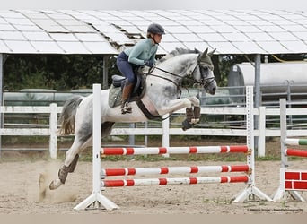 Anglo árabe, Caballo castrado, 7 años, 164 cm, Pío